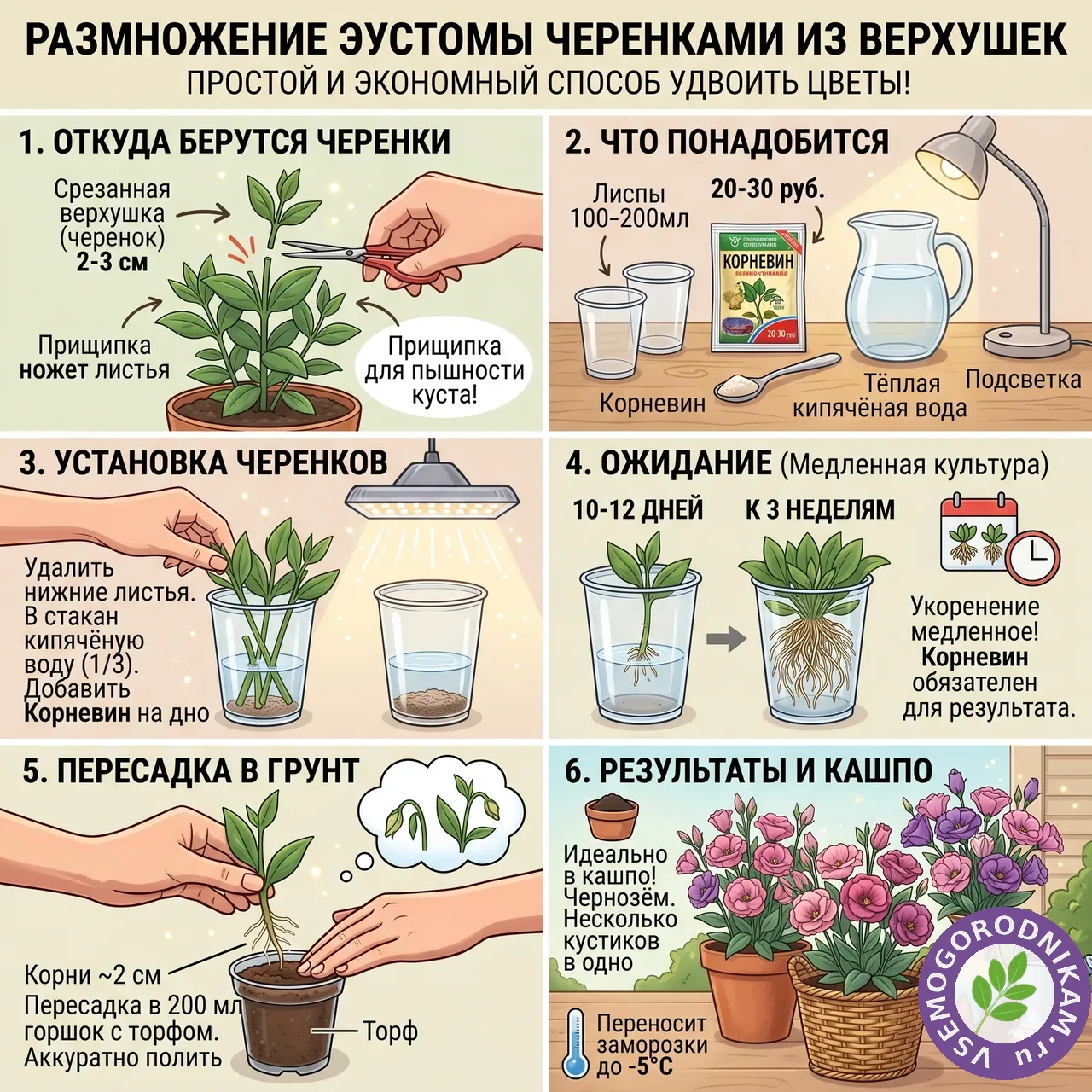 Размножение эустомы черенками: как удвоить количество кустов бесплатно