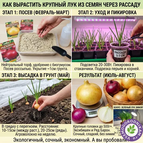 Лук из семян через рассаду: как вырастить головки по полкило